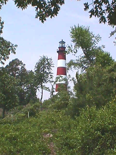 Assateague Lighthouse seen through the woods.JPG (216811 bytes)